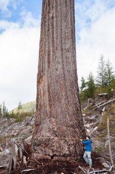 Big Lonely Doug, Canada's second largest Douglas-fir tree! Doug stands alone in an old-growth clearcut in the Gordon River Valley near Port Renfrew, BC. Height: 216 ft (66 m) (broken top) Diameter: 12 ft (4 m)