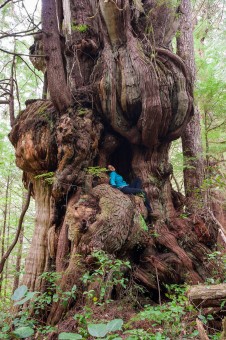 The Bulbous Cedar grows along the trail to the Cheewhat Giant and is one of the most phenomenal trees on this planet! Pacific Rim National Park, Vancouver Island, BC, Ditidaht territory.