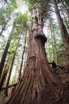Another massive redcedar in the Caycuse Valley. Only small fragments of these forests remain, offering a glimpse into the epic scale of forests from the past.