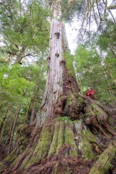 The Caycuse Giant. This monumental cedar is the largest yet identified in the valley yet remains unprotected. In 2021, logging came to within 50 m of the tree. Diameter: 15 ft (4.67 m)