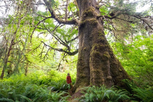 The Caycuse Spruce. This prehistoric looking tree is one of few survivors from a land before time. Diameter: 12.6 ft (3.85 m) Height: 156 ft (47.5 m)