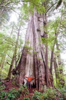 Canada's largest tree (also the largest redcedar in the world), the Cheewhat Giant! Located in Pacific Rim National Park Reserve near Carmanah on Vancouver Island. Height: 182 ft (55.5 m) Diameter: 19 ft (5.7 m) Volume: 450 m3
