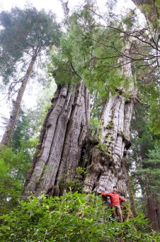 Originally identified by Randy Stoltmann, this cedar along Cheewhat Lake is the 3rd largest on record. Diameter: 19'6" ft (5.96 m) Height: 121 ft (37 m)