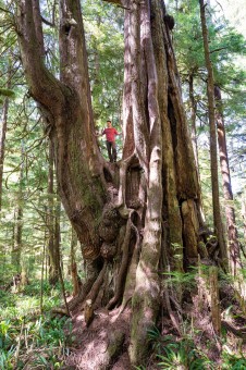 The Triceratops Cedar is one of the most spectacular trees we've ever come across! It grows protected along the shores of Cheewhat Lake on Vancouver Island, BC in Ditidaht territory. Diameter: 15 ft (4.46 m) Height: 141 ft (43 m)