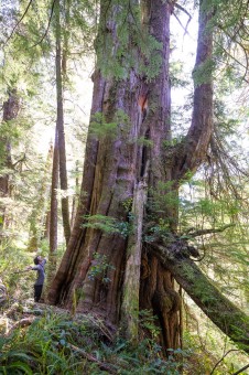 Oh My Darling! This giant cedar grows unprotected along the Darling River in Huu-ay-aht territory on Vancouver Island. Diameter: 13'8" (4.21 m)