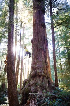 The Cowabunga Cedar in the unprotected Eden Grove near Port Renfrew in Pacheedaht territory. Diameter: 14 ft (4.24 m) Height: 170 ft (52 m) 