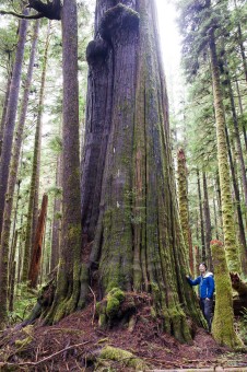 The largest cedar tree in the unprotected Eden Grove near Port Renfrew in Pacheedaht territory.