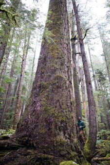A towering Douglas-fir in the Upper Eden Grove in Pacheedaht territory on Vancouver Island, BC.