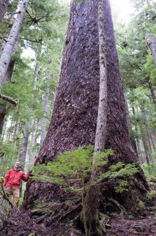 A massive Douglas-fir tree growing unprotected on the south slopes of Edinburgh Mt near Port Renfrew in Pacheedaht territory. Diameter: 11 ft (3.38 m)
