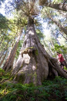 This yellow cedar at the headwaters of Fairy Creek is the 9th widest known of its species on Vancouver Island. Pacheedaht territory. Diameter: 9'5" ft (2.9 m)