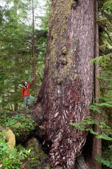 The Grandma Betty tree is gigantic Douglas-fir that was named after activist Betty Krawczyk who participated in some of the early blockades to try and protect the Upper Walbran Valley. Sadly, the old-growth directly adjacent to this tree was logged in recent years.