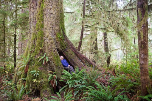 A sitka spruce known as the Heaven Tree in the Carmanah Valley Provincial Park in Ditidaht territory on Vancouver Island, BC.