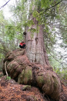 The funky looking 'Pumpkin Cedar' in the Jurassic Grove on Vancouver Island, BC. Pacheedaht territory.