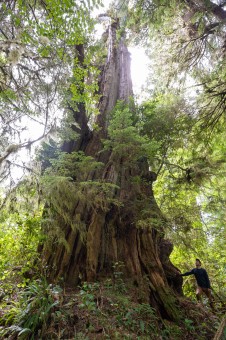 The Lyle Giant cedar in Barkley Sound. Diameter: 15'6" ft (4.76 m)