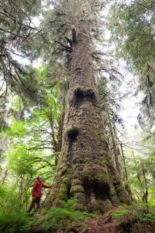 Maxine's Tree is located within the Carmanah-Walbran Provincial Park and on of the largest spruce trees in Canada!  Diameter: 13.2 ft (4 m) 
Height: 265 ft (80.77 m) Volume: 266 m3