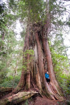 A huge western redcedar along the Meares Island Big Tree Trail known informally as the "Poster Tree" after appearing in campaign to save the area in the 1980's.