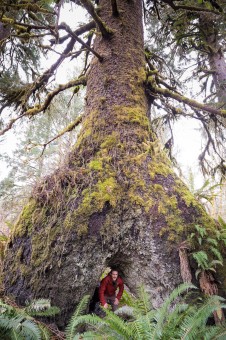 A doorway though the base of a massive spruce tree near Port Renfrew in Pacheedaht territory which would have formed after the stump or log is started growing on centuries ago rotted away!