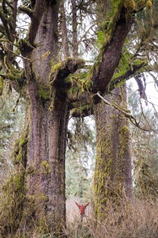 TJ stands amongst monumental Sitka spruce trees in the Port Renfrew region, Pacheedaht territory.