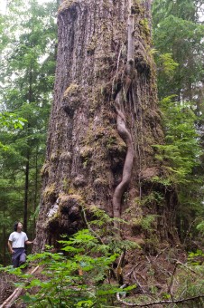 The Red Creek Fir is the world's largest Douglas-fir tree! It grows in the San Juan Valley near Port Renfrew in Pacheedaht territory and is estimated to be over a thousand years old. Height: 242 ft (73.8 m) Diameter: 13'9 ft (4.2 m)