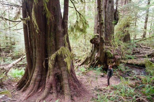 Along the path leading to the Red Creek Fir you will find this amazing group of ancient redcedars, aptly nicknamed "The 3 Guardians". 