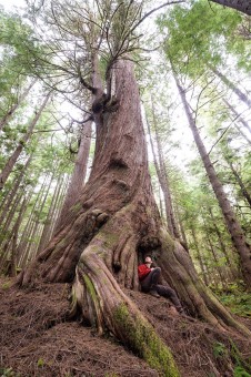 The Twizzler Cedar. This is one of the most magnificent and mesmerizing trees we've stumbled upon! Vancouver Island, BC. Diameter: 11 ft (3.9 m)
