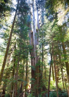 The Castle Giant is a monumental redcedar growing in the unprotected Walbran Valley on Vancouver Island. This tree is at the end of the Castle Grove Trail and was the location of canopy research project in the past. Diameter: 16 ft (4.87 m)