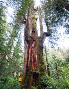 The fantastic and inspiring Emerald Giant cedar tree in the unprotected Walbran Valley in Pacheedaht territory on Vancouver Island, BC.