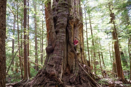 The monstrous western redcedar grows on a bench in the Upper Castle Grove in the Walbran Valley. Pacheedaht territory, Vancouver Island, BC. Diameter: 17 ft (5.22 m) Height: 153 ft (46.7 m)