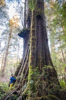Take a boardwalk to see the massive Tolkien Giant along the Walbran River on Vancouver Island in Pacheedaht territory. Diameter: 15 ft (4.6 m) Height: 137 ft (42 m)