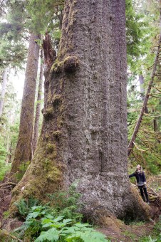 The impressive Yakoun Spruce tree on Haida Gwaii.