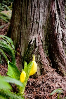 Western skunk cabbage, with their gargantuan leaves, flourish in wet, swampy areas in the rainforest and are among the earliest flowering plants to grace our forests.