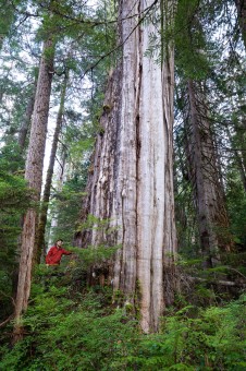 A massive old-growth western redcedar tree in a small retention patch but lacking any formal protection.