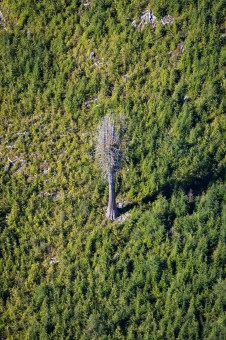 A lone cedar left standing nearby when the surrounding forest was clearcut years ago.