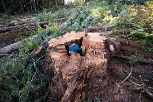 AFA's Ian Thomas inside the stump of a western redcedar measuring nearly 10 ft (3 m) wide. 