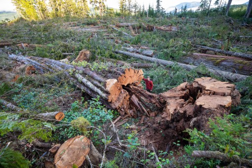 A massive old-growth redcedar tree logged on Vancouver Island in Quatsino Sound 