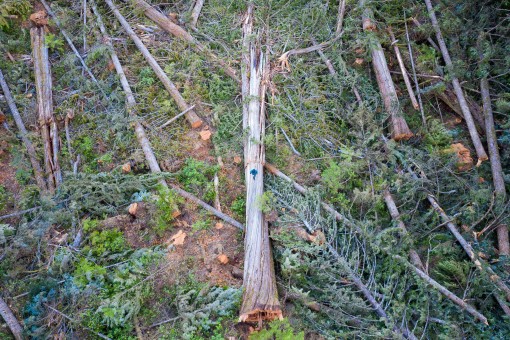 A view from above of a freshly fallen old-growth cedar tree that would have been many centuries old.