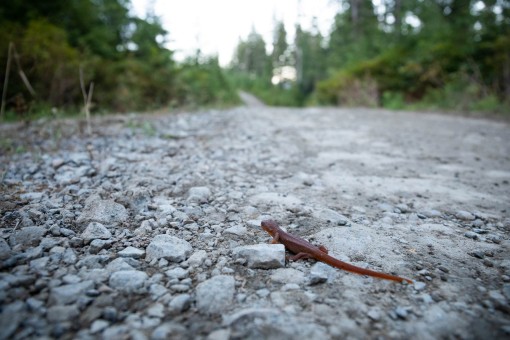 A rough-skinned newt crosses a logging road as clearcutting destroys its home.