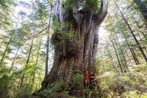 Ancient Forest Alliance photographer TJ Watt and Ahousaht hereditary representative Tyson Atleo with the ancient western red cedar tree that is among the largest ever documented in British Columbia. (TJ Watt/Ancient Forest Alliance)