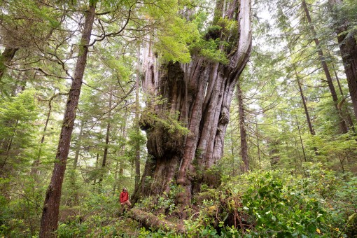 Ancient Forest Alliance photographer TJ Watt beside the gargantuan redcedar on the day he first found it.