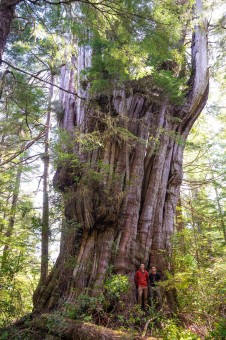 Ancient Forest Alliance photographer TJ Watt and Ahousaht Hereditary Representative Tyson Atleo stand beside an ancient western redcedar tree thought to be the most impressive tree in Canada on Flores Island in Clayoquot Sound, BC, Ahousaht territory.