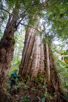 Ancient forests at risk