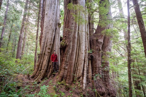 An incredible trio of ancient cedars at risk on northern Vancouver Island, BC.