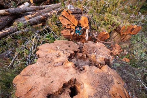 The stump of a massive western redcedar tree cut in summer of 2023