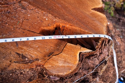 A cedar stump measuring over 10 feet wide.