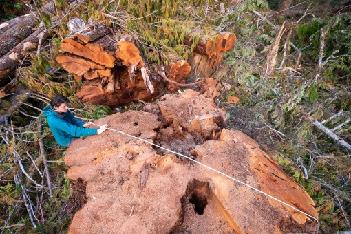 A cedar stump measuring over 10 feet wide.