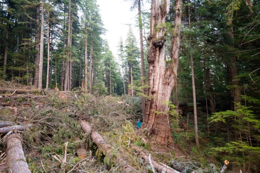 A giant redcedar tree under threat.