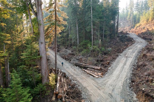 Old-growth fragmentation. The forest in the background of this image is now on the ground.