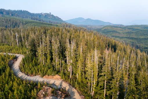 Old-growth forests at risk on northern Vancouver Island, BC.