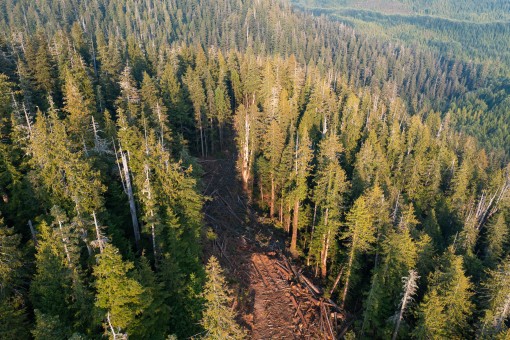 A logging road cuts into an intact ancient forest.