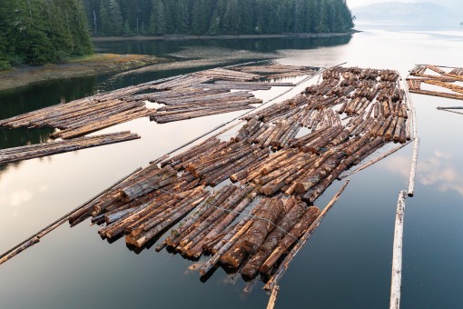 Old-growth logs floating in the ocean nearby.